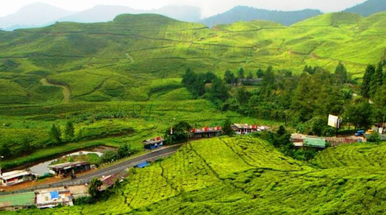 Puncak Bogor - Jawa Barat