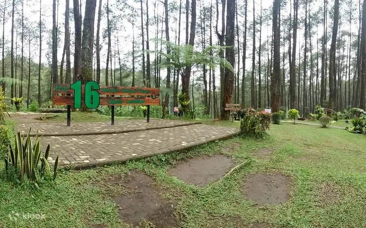 Hutan Pinus Cikole Pal 16: Oase Ketenangan dan Petualangan di Jantung Lembang